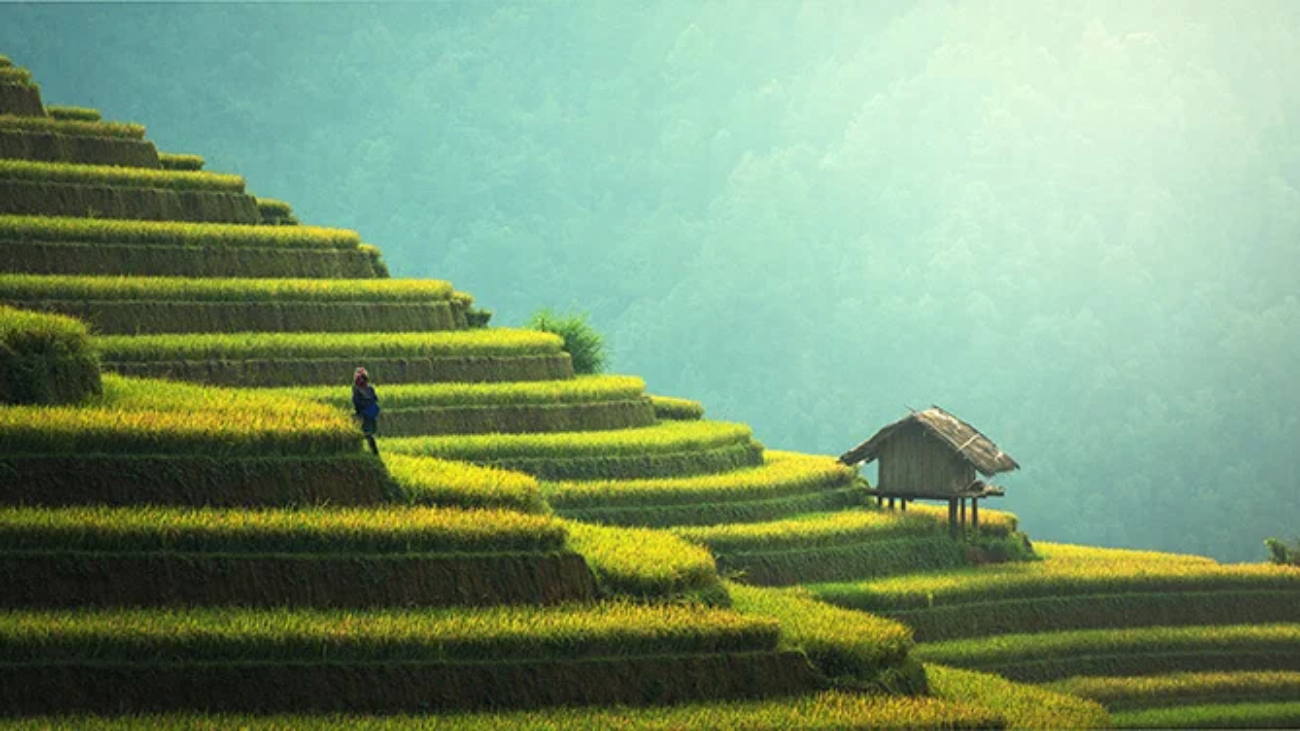Vietnam rice fields